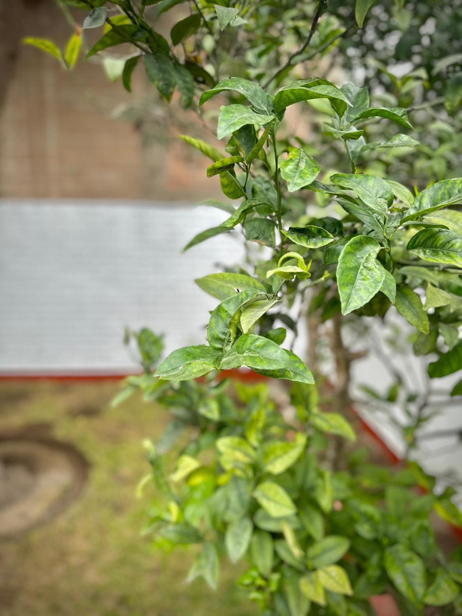 Casa Verde Jesus Maria - Zona Residencial 리마 외부 사진